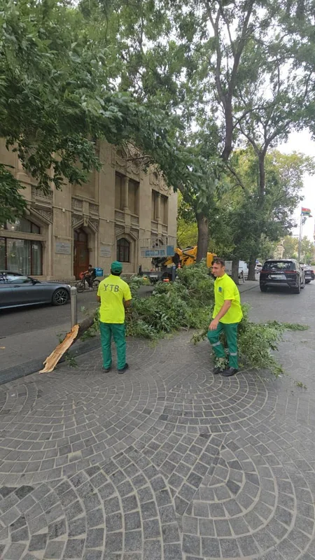 Bakıda külək nəticəsində 15 ağac sınıb