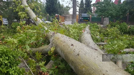 Göyçayda güclü külək ağacları aşırıb, elektrik enerjisinin verilişində fasilələr yaranıb