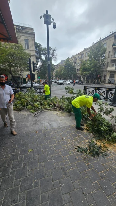 Bakıda külək nəticəsində 15 ağac sınıb