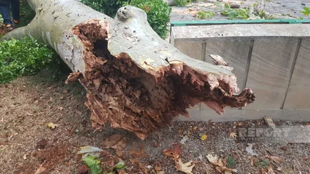 Göyçayda güclü külək ağacları aşırıb, elektrik enerjisinin verilişində fasilələr yaranıb