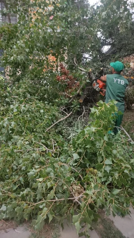 Bakıda külək nəticəsində 15 ağac sınıb