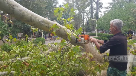 Göyçayda güclü külək ağacları aşırıb, elektrik enerjisinin verilişində fasilələr yaranıb