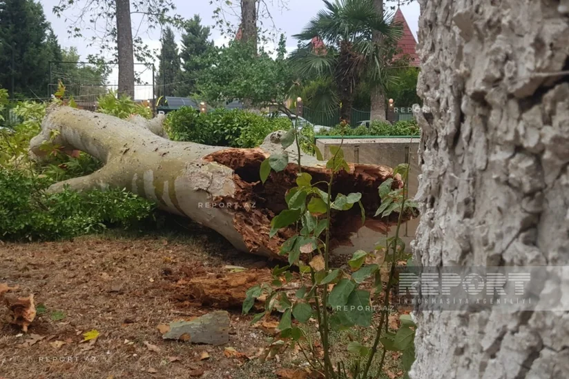 Göyçayda güclü külək ağacları aşırıb, elektrik enerjisinin verilişində fasilələr yaranıb