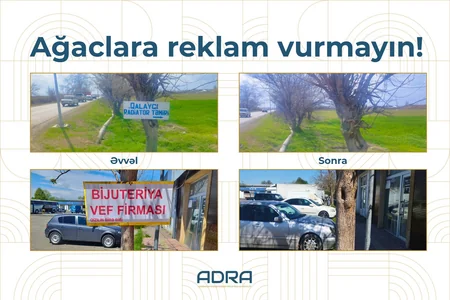 Bakıda və regionlarda ağacların üzərinə vurulmuş yüzlərlə reklam qurğusu sökülüb