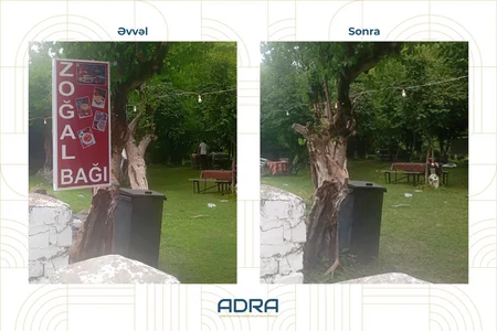 Bakıda və regionlarda ağacların üzərinə vurulmuş yüzlərlə reklam qurğusu sökülüb