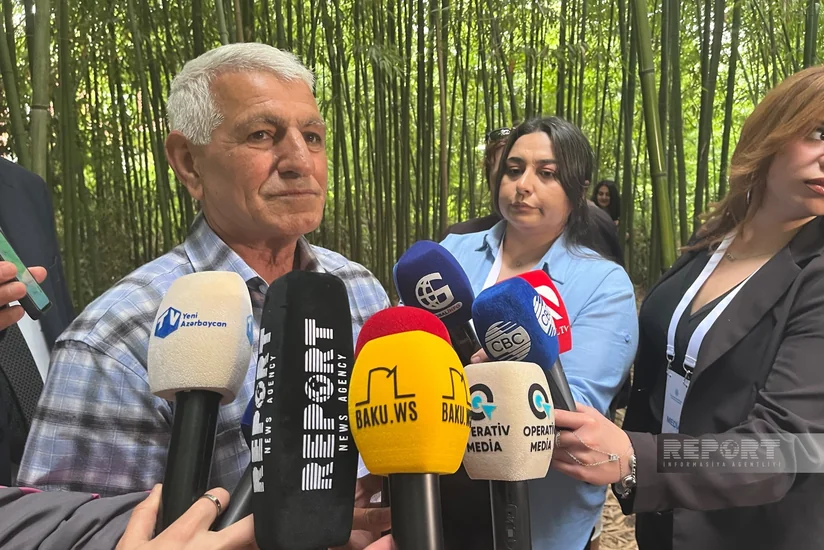 Lənkəranda bambuk yetişdirilən 32 sotluq ərazi xüsusi xəritəyə salınıb