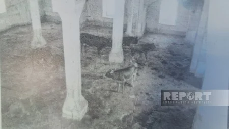 Türkiyə, Gürcüstan və İraqdan gələn din xadimləri Ağdam Cümə məscidini ziyarət ediblər - YENİLƏNİB
