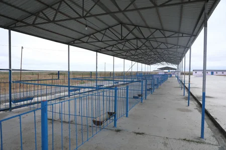 Azərbaycanda fəaliyyətə başlayan heyvan bazarlarının sayı 20-yə çatıb