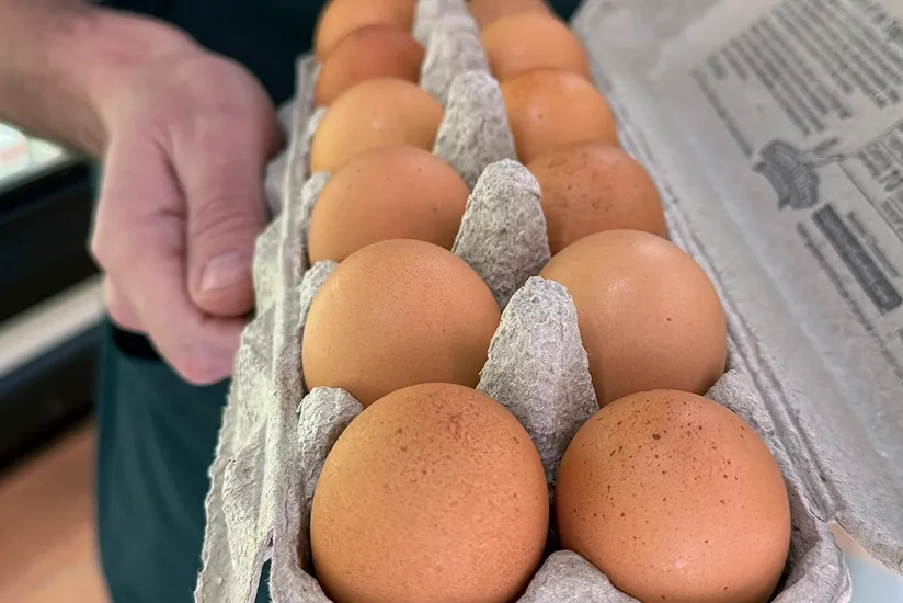 Kaliforniyada salmonella epidemiyası qeydə alınıb