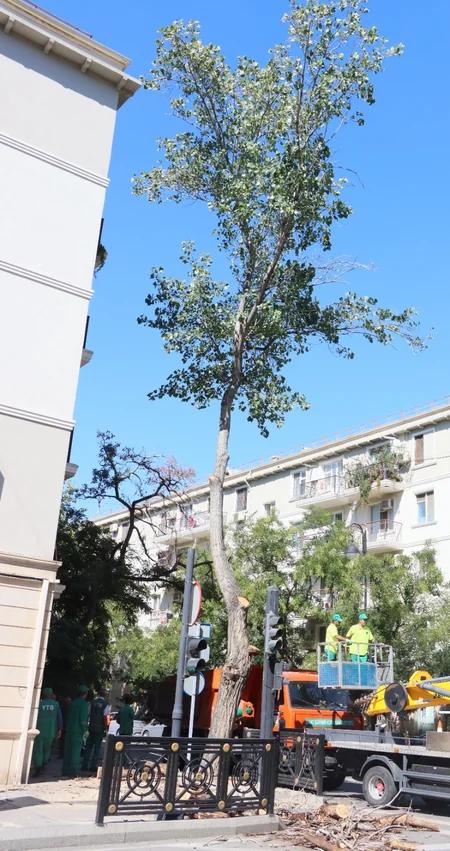 Bakıda güclü küləklərlə bağlı qabaqlayıcı tədbirlər görülüb