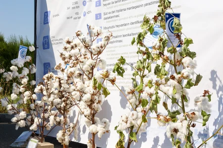 Ağcabədidə Aqrar Biznes Festivalı və Toxum Sərgi-Satış Yarmarkası keçirilib