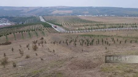 Rəşad Ələkbərov: Nəsiminin Şamaxıda ucaldılan abidəsi 5 ilə hazırlanıb
