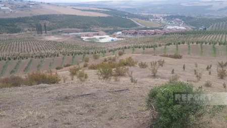 Rəşad Ələkbərov: Nəsiminin Şamaxıda ucaldılan abidəsi 5 ilə hazırlanıb