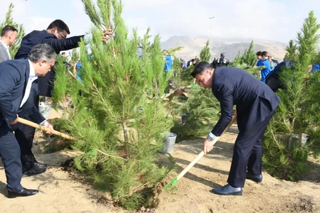 Salyan şossesində 500 yeni ağac əkilib