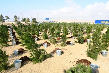 Salyan şossesində 500 yeni ağac əkilib