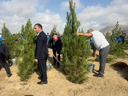 Salyan şossesində 500 yeni ağac əkilib