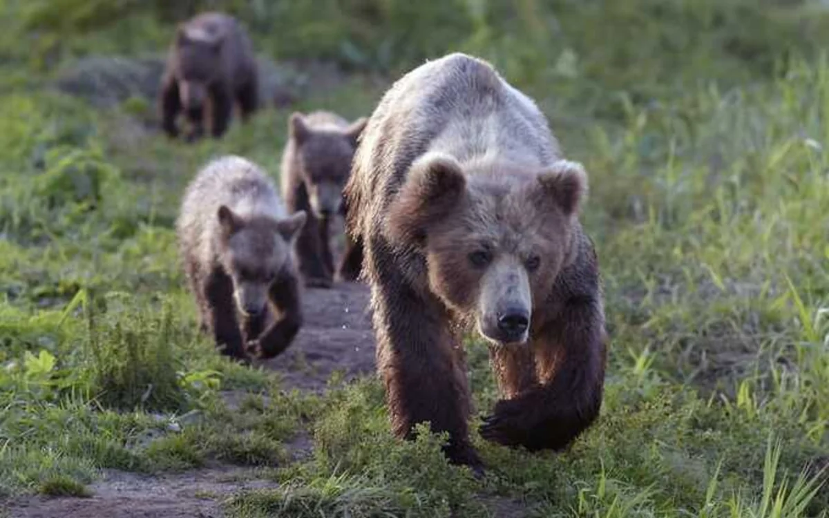 Russia closes tourist staircase amid bear activity