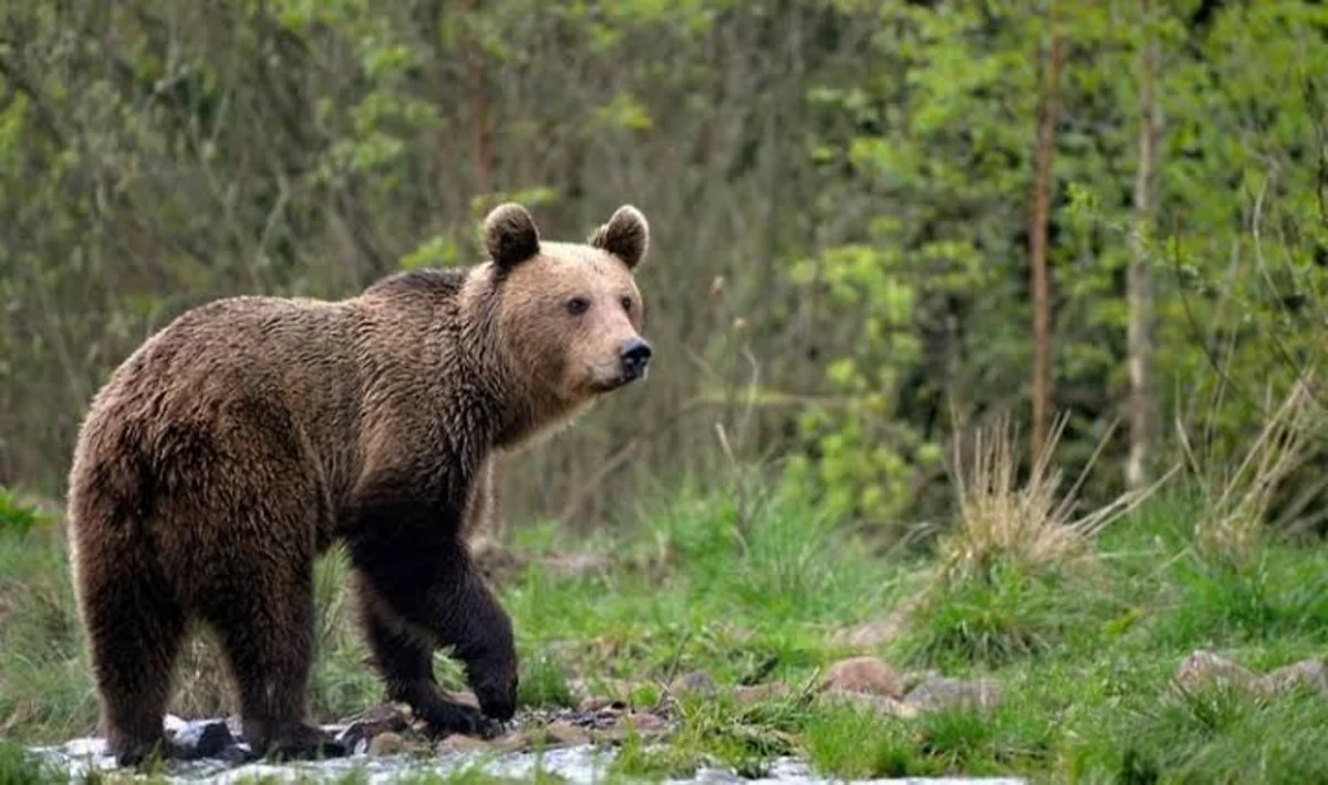 В Красноярском крае число отстреленных медведей увеличилось до 729