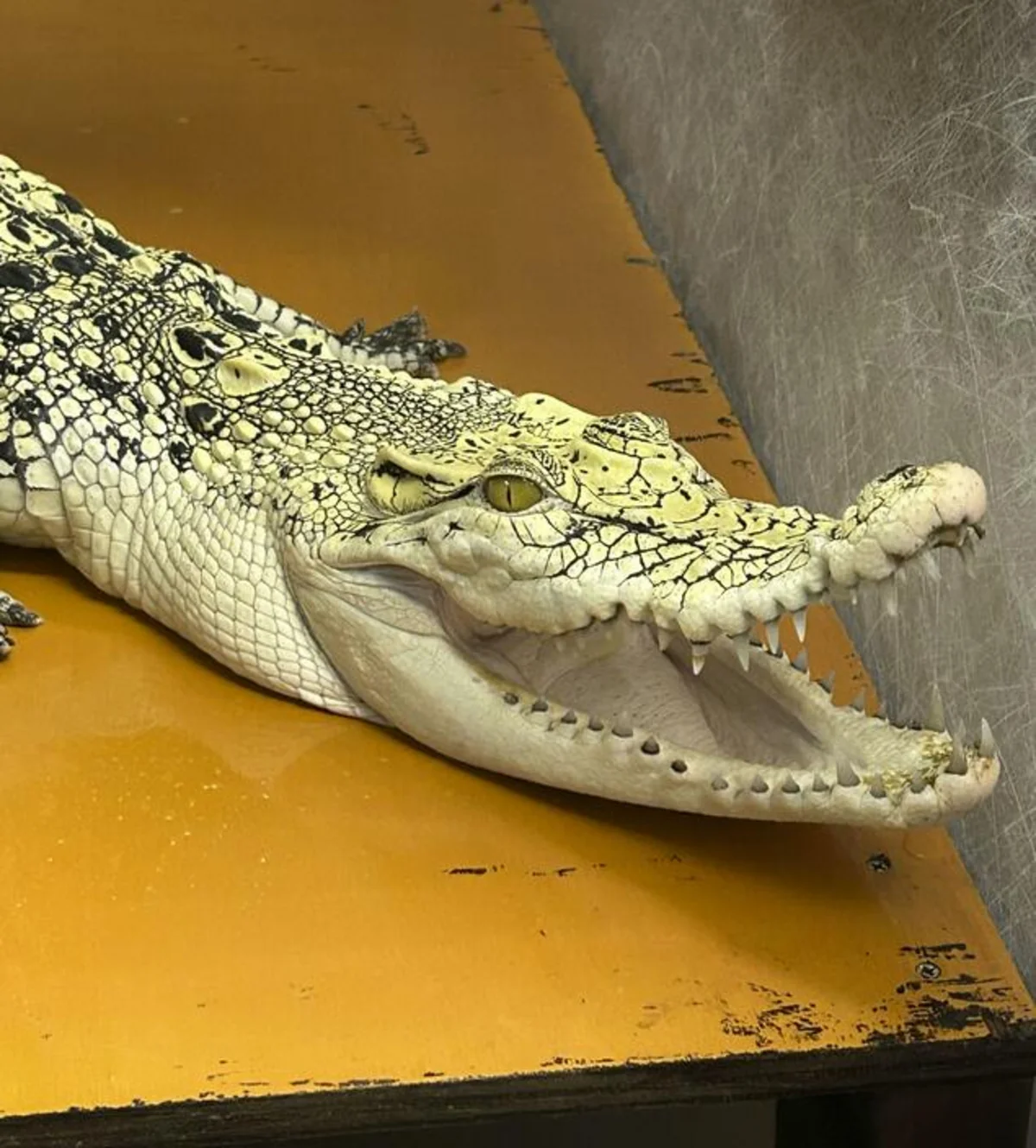 Man in Japan held for keeping saltwater crocodile without permission
