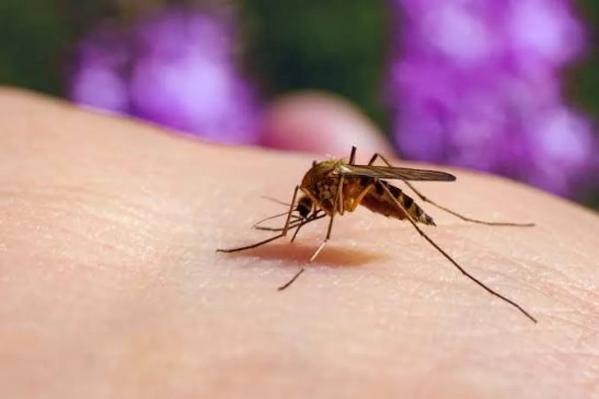 More than 1,500 West Nile virus cases recorded in Europe