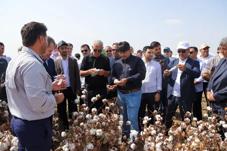 Textile Horizon ilk məhsulunun yığımına başlayıb