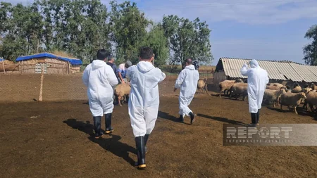 В Карабахе начата вакцинация животных против ящура