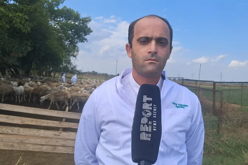 В Агджабединском районе от ящура вакцинируют 290 тыс. животных