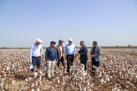 Textile Horizon ilk məhsulunun yığımına başlayıb
