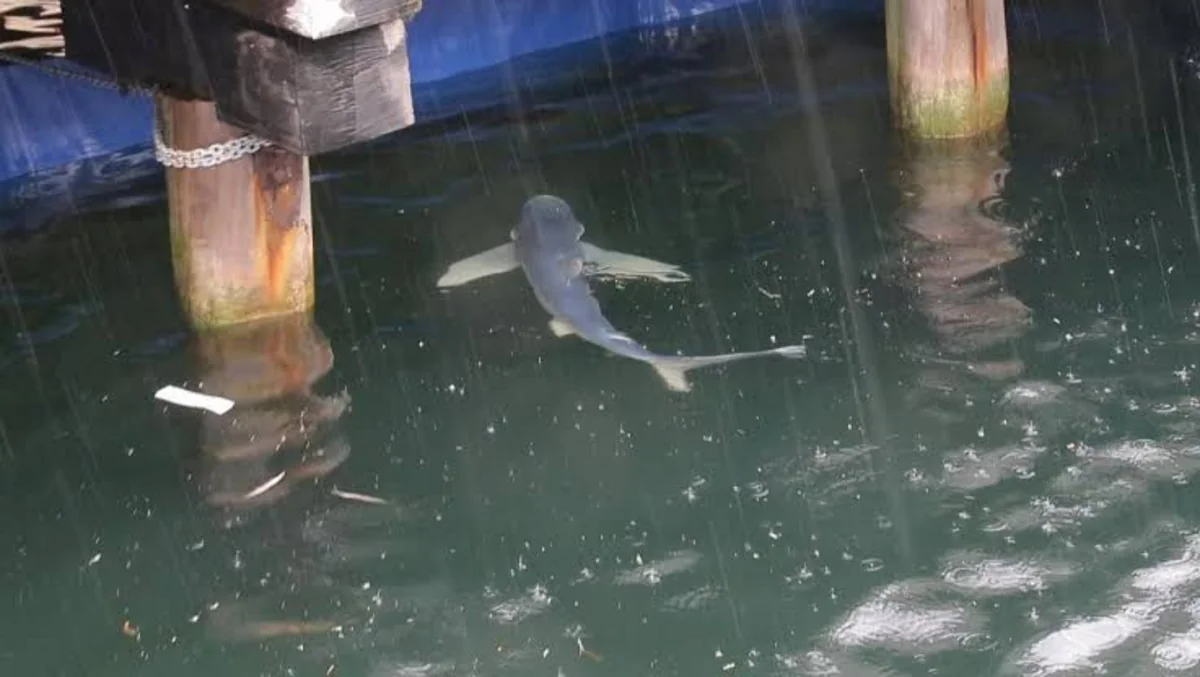 Authorities in S. Korea fail to guide shark to open sea, set to resume operation within days
