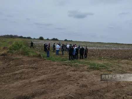 Azərbaycanda kütləvi pambıq yığımına başlanılıb
