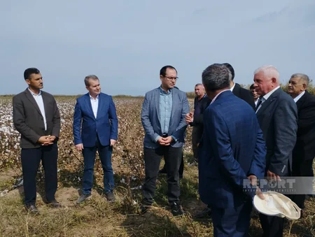 Azərbaycanda kütləvi pambıq yığımına başlanılıb