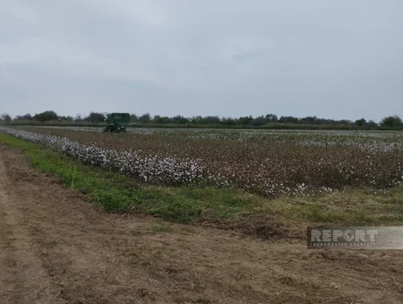 Azərbaycanda kütləvi pambıq yığımına başlanılıb