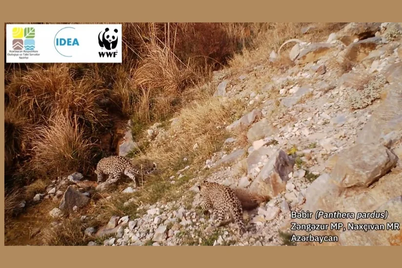 Monitoring cameras record growth in leopard population in Zangazur National Park