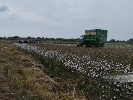 Azərbaycanda kütləvi pambıq yığımına başlanılıb