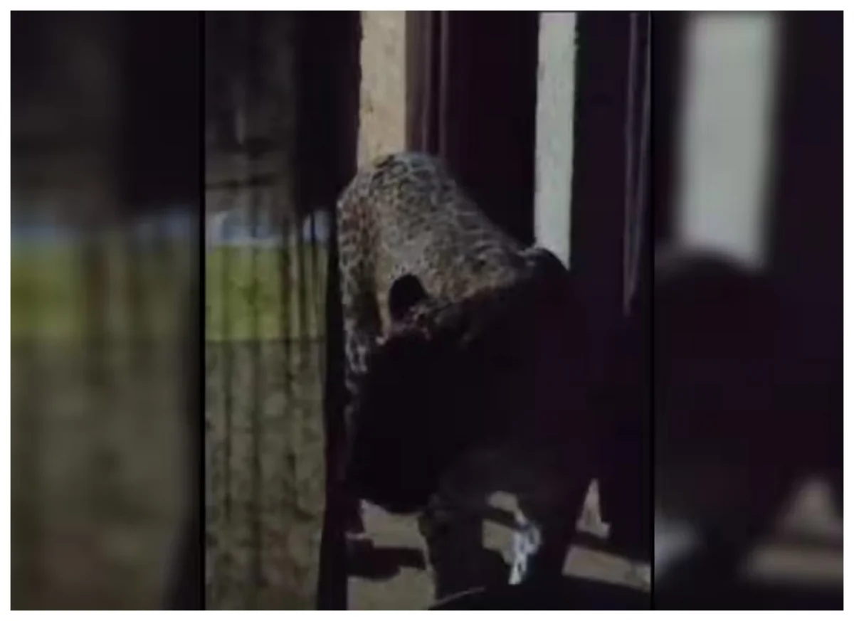 Leopard attacks family in Indian village, injuring six