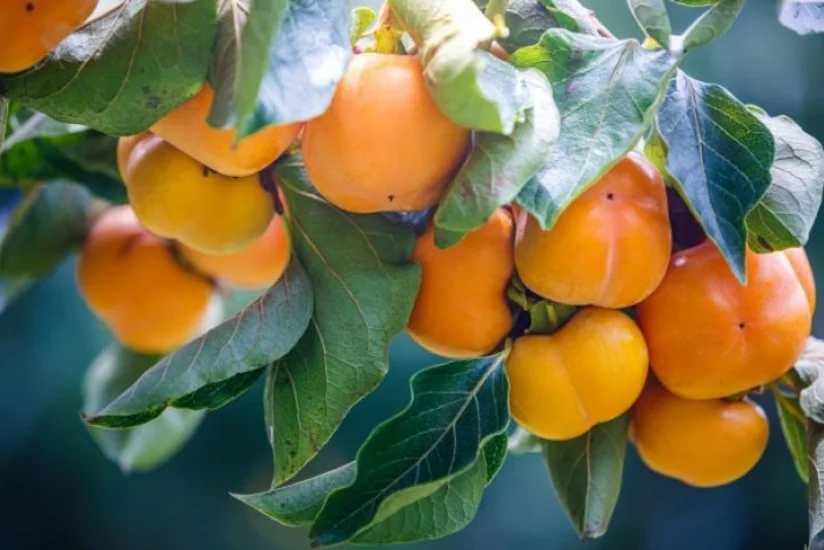 Aqrar Sığorta Fondu fermerləri xurma bağlarını sığortalamağa çağırır