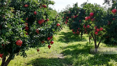 Sabirabadda narın məhsuldarlığı əhəmiyyətli dərəcədə azalıb