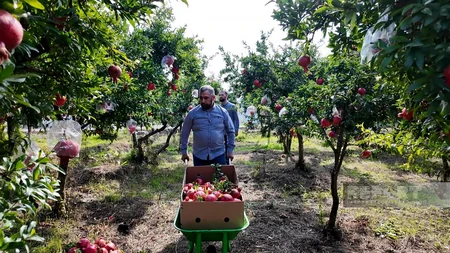 Sabirabadda narın məhsuldarlığı əhəmiyyətli dərəcədə azalıb
