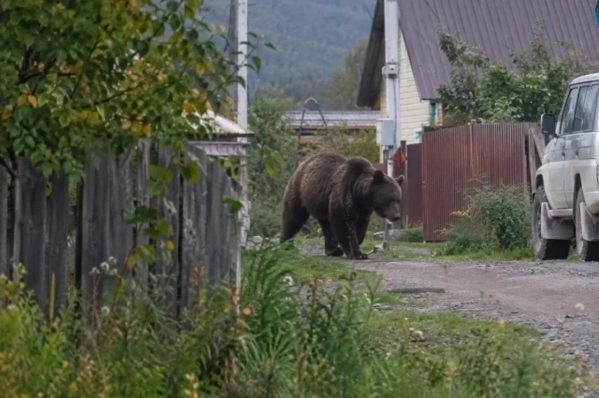 В Бурятии ликвидированы представлявшие угрозу людям свыше 400 медведей