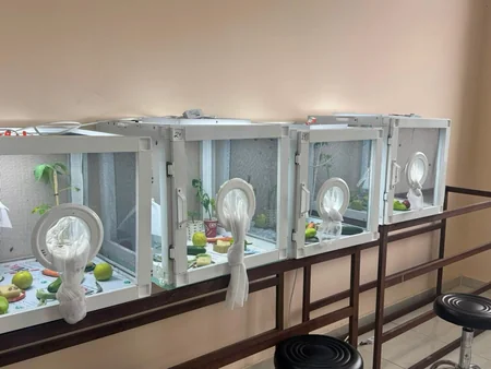 Azərbaycanda xüsusi təhlükəli zərərvericilərə qarşı görülən işlər açıqlanıb