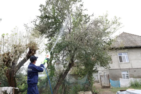 Azərbaycanda xüsusi təhlükəli zərərvericilərə qarşı görülən işlər açıqlanıb