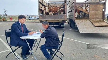 Ağdam, Xocalı və Laçına qayıdan sakinlərə cins mal-qara paylanılıb - Yenilənib