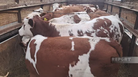 Ağdam, Xocalı və Laçına qayıdan sakinlərə cins mal-qara paylanılıb - Yenilənib