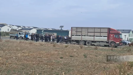 Ağdam, Xocalı və Laçına qayıdan sakinlərə cins mal-qara paylanılıb - Yenilənib