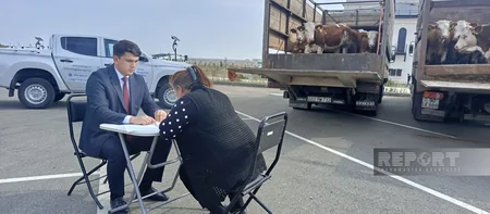 Ağdam, Xocalı və Laçına qayıdan sakinlərə cins mal-qara paylanılıb - Yenilənib