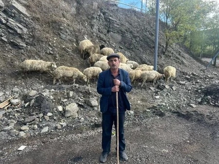 Ağdam, Xocalı və Laçına qayıdan sakinlərə cins mal-qara paylanılıb - Yenilənib