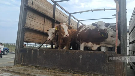 Ağdam, Xocalı və Laçına qayıdan sakinlərə cins mal-qara paylanılıb - Yenilənib