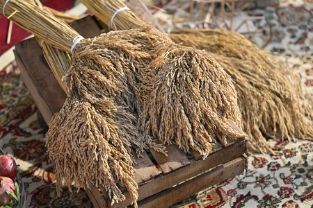 Ucarda Aqrar Biznes və I Çəltik festivalı keçirilib - Yenilənib