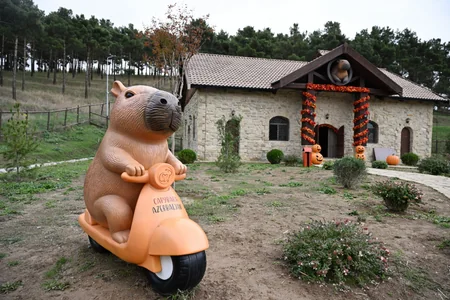 Лейла Алиева побывала на ферме Capybara Azerbaijan в Шамахы