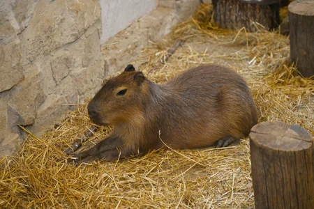 Лейла Алиева побывала на ферме Capybara Azerbaijan в Шамахы